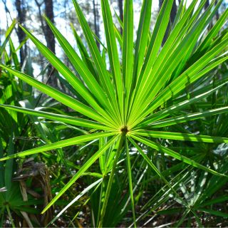 Estratto di Serenoa Serrulata