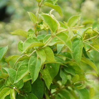 Formula 100% naturale